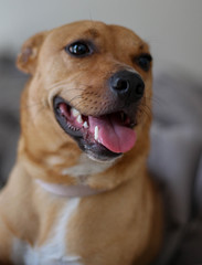 Sticker - portrait of a happy dog