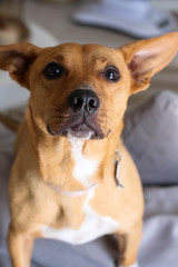 Wall Mural - Portrait of a Mutt Dog 