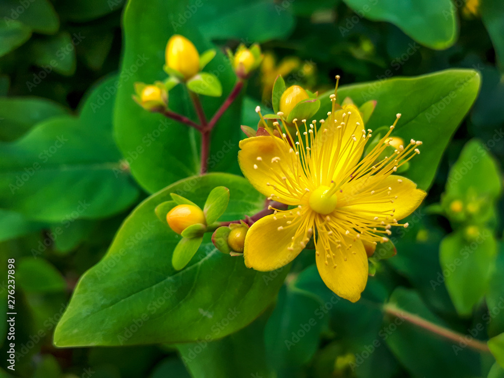 Yellow flowering perforate St Johns wort (Hypericum perforatum) with green leaves in background, close up - obrazy, fototapety, plakaty 