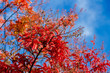 © Chrom - Arbol en rojo por el otoño