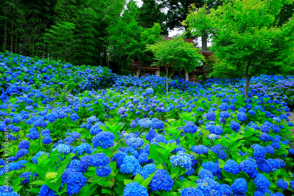 秋田県男鹿市 雲昌寺の紫陽花 Las Plakaty Ecowall24 Pl