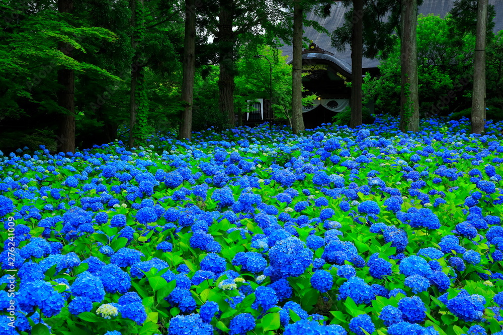 Fototapeta 秋田県男鹿市 雲昌寺の紫陽花 Las Fototapety Ecowall24 Pl Fototapeta 秋田県男鹿市 雲昌寺の紫陽花 Las Fototapety Ecowall24 Pl