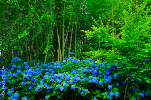 秋田県男鹿市 雲昌寺の紫陽花 Fototapety Las Obrazy Na Plotnie 秋田県男鹿市 雲昌寺の紫陽花 Fototapety Las Obrazy Na Plotnie