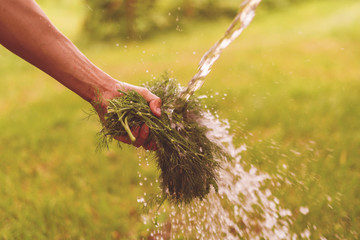 Wall Mural - farmer hand washing the greenery herb and veggies in the garden with water splash