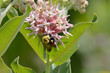 Pollination of bumblebee collecting nectar of showy milkweed plant or Asclepias speciosa flower