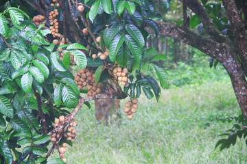 Bunch of southern langsat or longkong fruit hanging on nature tree in morning garden