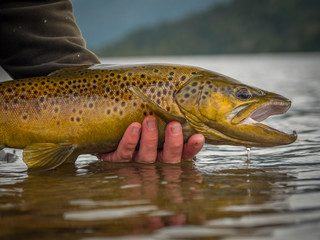 Wall Mural - Brown & Rainbow trout gently released