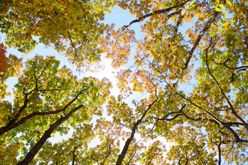 Wall Mural - Bright colored red, yellow and green oak and maple leaves on trees in the autumn forest. Bottom view of the tops of trees.