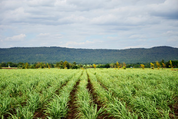 Sugarcane plantations in rural Thailand