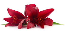 Two Red Lily.