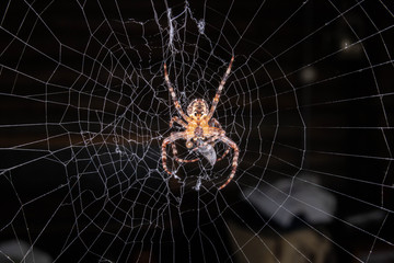  spider in the web caught prey