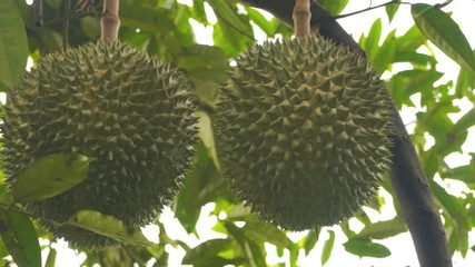 Wall Mural - black thorn durian tree at the farm