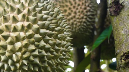 Wall Mural - black thorn durian tree at the farm