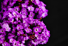 Purple Heliotrope Flowers On A Black Background