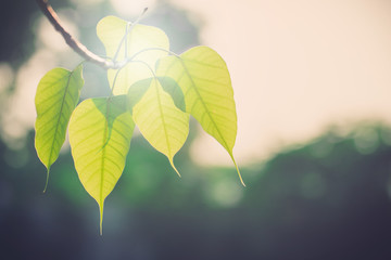 Wall Mural - Green Bo leaf with Sunlight  in the morning, Bo tree  representing Buddhism in thailand.