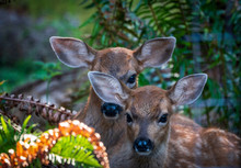 Two Fawn Deers Hiding