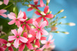 Beautiful pink and red Rangoon Creeper flowers over blue background
