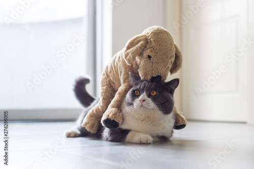 british shorthair plush toy