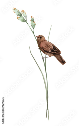 Watercolor bird on the flower