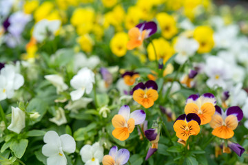 Wall Mural - Small beautiful flowers in the summer in the field.