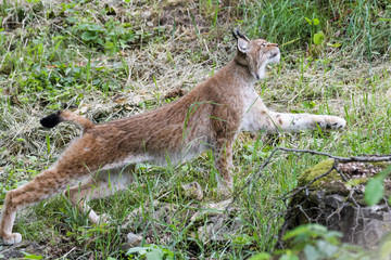 Wall Mural - European lynx looking for prey