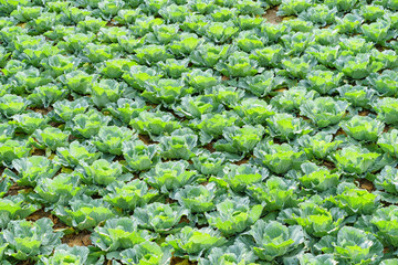 Closeup of organic green lettuce growing in a field.