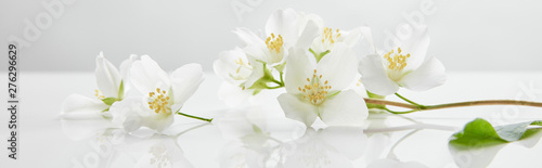 panoramic shot of jasmine flowers on white surface Poster Mural XXL