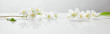 Fototapeta Panele - panoramic shot of jasmine flowers on white surface