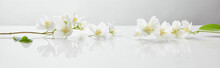 Panoramic Shot Of Jasmine Flowers On White Surface