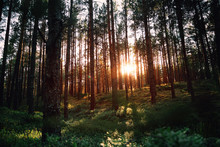 Beautiful Landscape, Sunset In The Dense Pine Forest, The Beauty Of Northern Nature