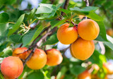 Ripe apricots in the orchard