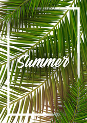 Wall Mural - Summer Tropical palm leaves. Exotic palms tree. Floral Background.