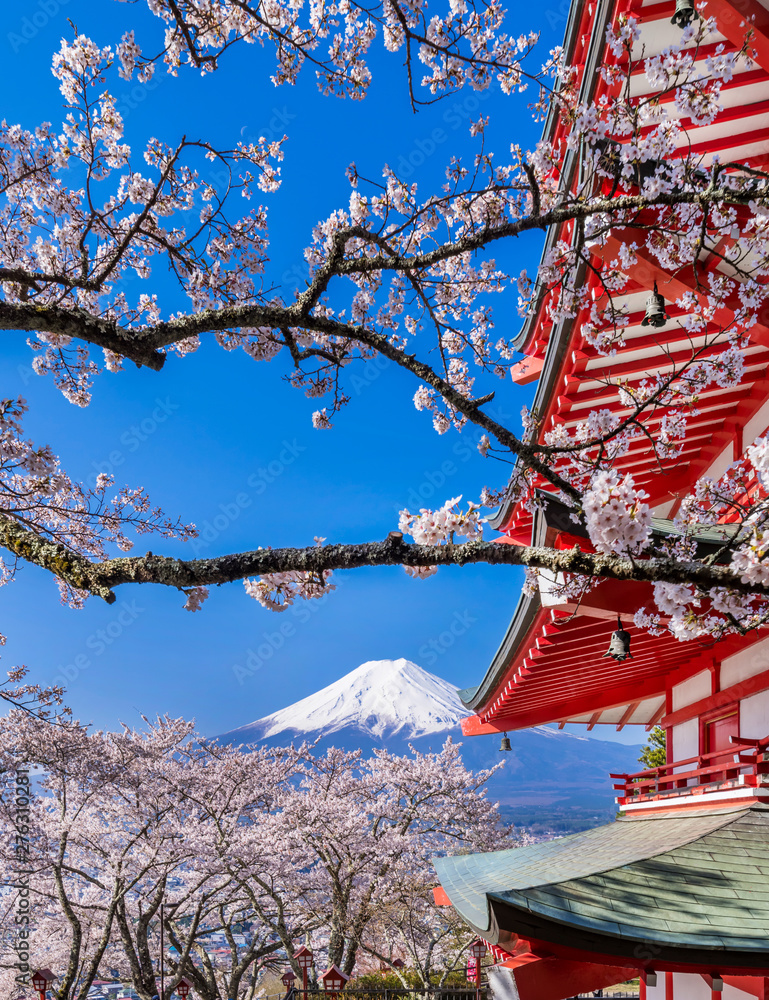 Cor Rosa Fugi Stock-Foto „新倉山浅間公園 満開の桜と富士山 / Scenery of