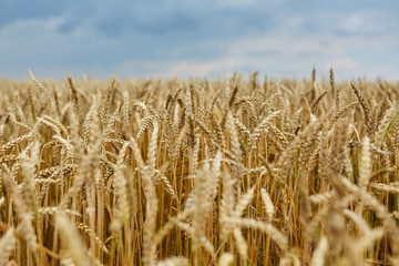 Wall Mural - Ripe wheat closeup