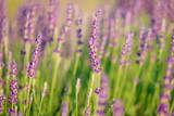 Fototapeta Lawenda - Soft focus of violet purple lavender flower, summer time