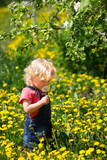 Fototapeta Tulipany - girl walking in a clearing among the flowers