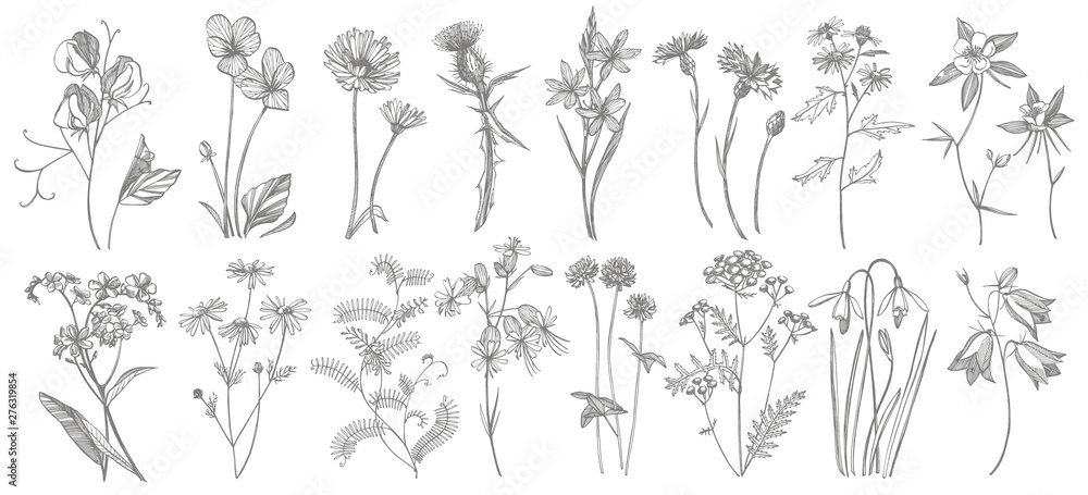 Collection of hand drawn flowers and herbs. Botanical plant illustration. Vintage medicinal herbs sketch set of ink hand drawn medical herbs and plants sketch. - obrazy, fototapety, plakaty 