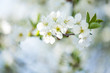 © F8  \ Suport Ukraine - The blooming trees with white flowers on sky background