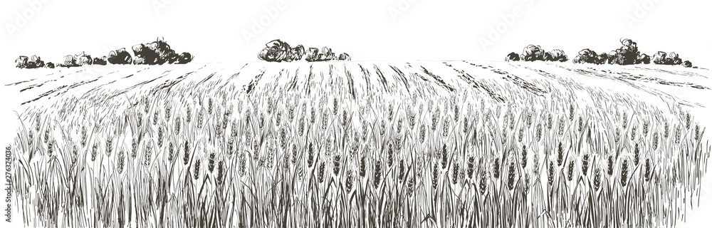 Rural landscape field wheat. Hand drawn vector Countryside landscape ...