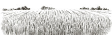 Rural Landscape Field Wheat. Hand Drawn Vector Countryside Landscape Engraving Style Illustration.