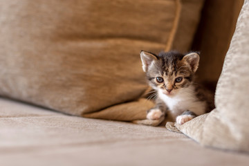 Wall Mural - Sleepy kitten lying on the sofa