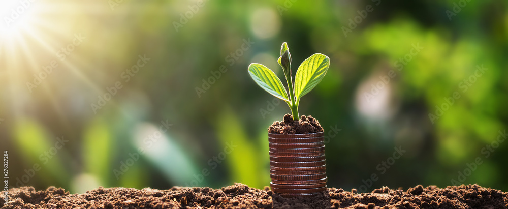 young plant grow on coins with sunrise. finance and accounting concept - obrazy, fototapety, plakaty 