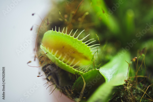 Fotografía Potted Predator Venus Flytrap, Dionaea Muscipula