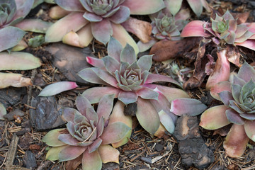 sempervivum, liveforever in garden