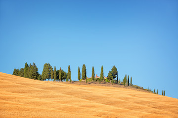 Wall Mural - beautiful typical landscape of val d'orcia in tuscany withvivid colors in summer, val d'orcia, tusca