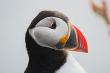Close Up/detailed Portrait View Of Head Of Arctic Or Atlantic Puffin Bird With Orange Beak. White Background. Latrabjarg Cliff, Westfjords, Iceland