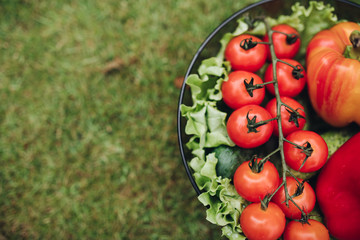 Fresh juicy tomatoes lettuce cucumber in bucket on green summer grass top view. Beautiful ripe healthy food vegetable ready to outdoor picnic at natural park