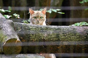 Wall Mural - Felis silvestris - European wild cat sitting on trunk in captivity.