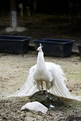 Poster - Male white peacock with tail feathers down.