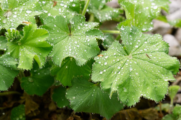 Sticker - Drops of morning dew on green leaves of mantle.